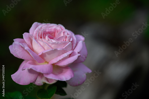 One pink rose blossom, macro, boket background