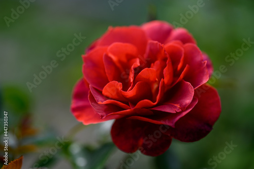 One dark red rose blossom  macro  boket background