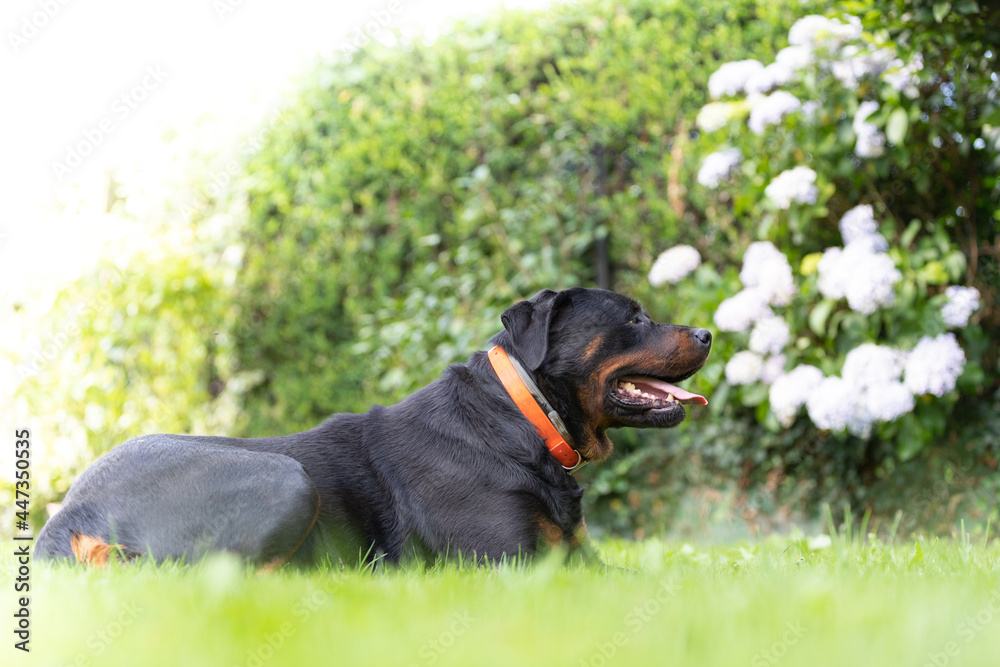 Rottweiler perro en césped ambiente amable femia mascota familiar, cánido boca abierta Rottweiler perro en césped ambiente amable femia mascota familiar, cánido boca abierta