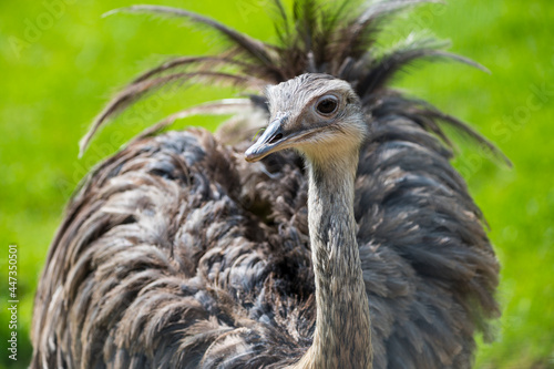 Wallpaper Mural Nandu portrait in a wildpark Torontodigital.ca