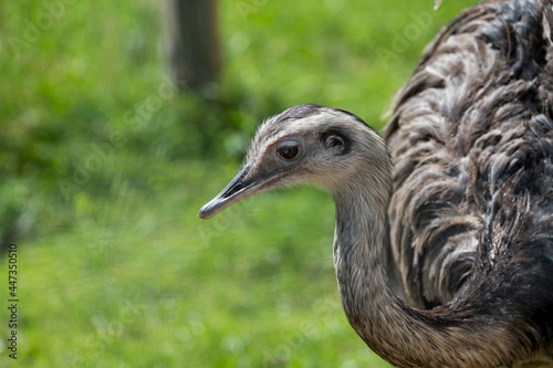 Wallpaper Mural Nandu portrait in a wildpark. Torontodigital.ca