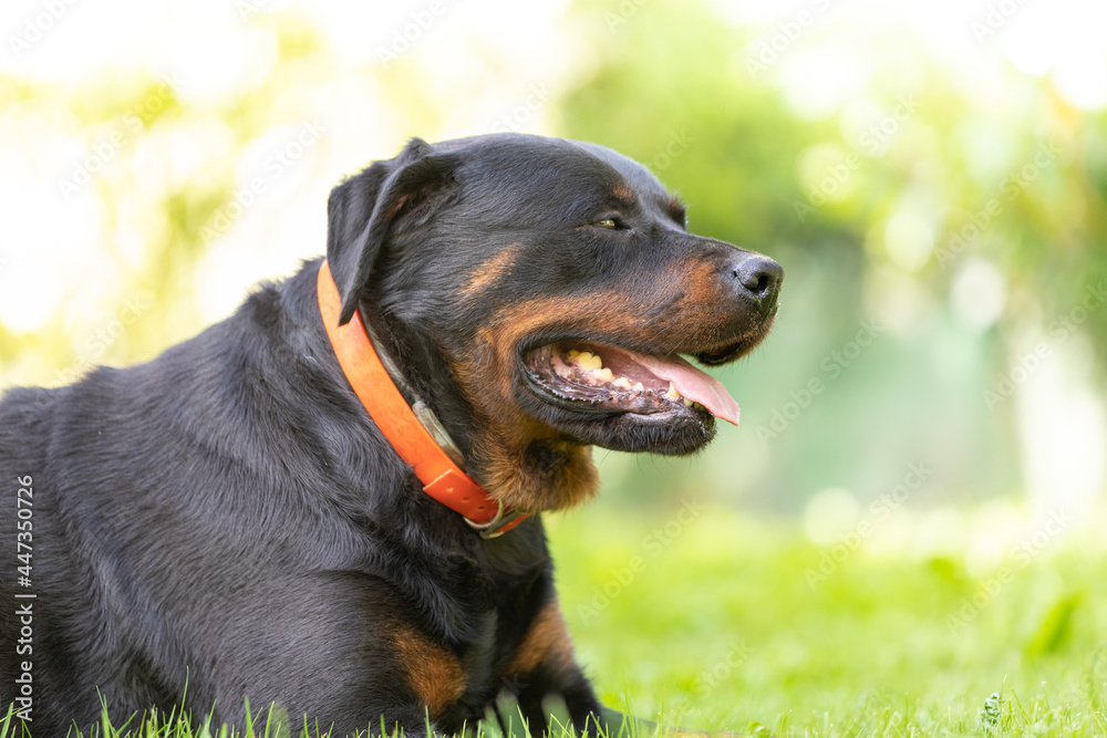 Rottweiler perro en césped ambiente amable femia mascota familiar, cánido boca abierta Rottweiler perro en césped ambiente amable femia mascota familiar, cánido boca abierta
