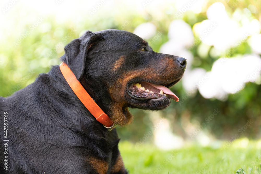 Rottweiler perro en césped ambiente amable femia mascota familiar, cánido boca abierta