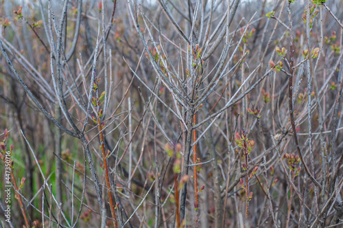 Branches a dense bush with green buds close-up, spring season, nature outdoors.