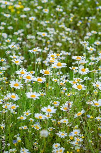 Beautiful wildflowers, white field chamomile close-up, nature outdoors. © Sergio 