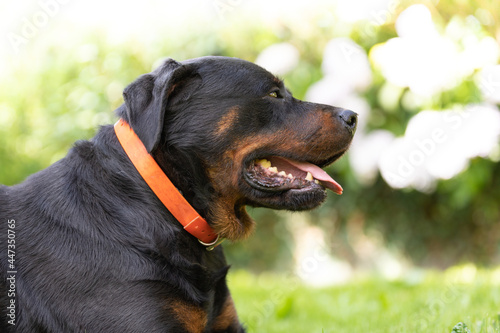 Rottweiler perro en c  sped ambiente amable femia mascota familiar  c  nido boca abierta