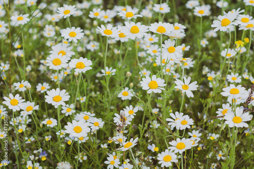 Floral summer background from wild flowers chamomile. Chamomile flowers field close up. Outdoors nature. Field wild flowers