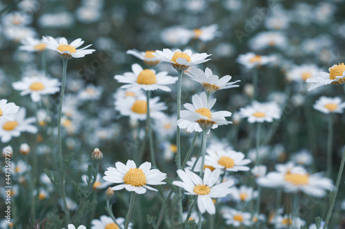 Beautiful wildflowers, white field chamomile close-up, nature outdoors