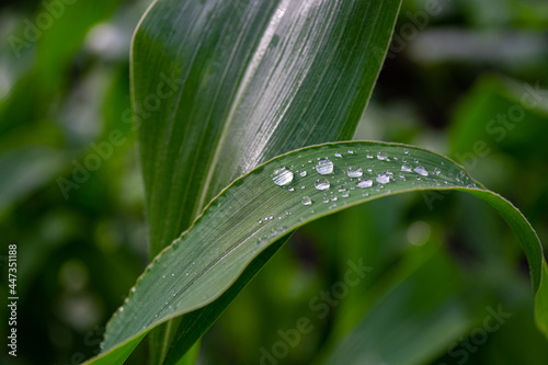 The corn leaf is covered with raindrops.