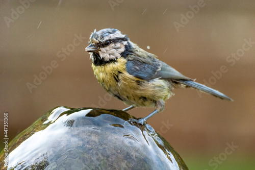 Ragged thirsty Eurasian bluetit Cyanistes caeruleus