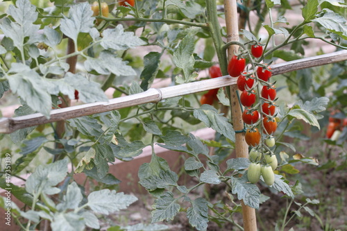 pianta di pomodori con frutti maturi e acerbi