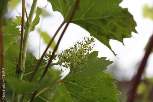 pianta di vite con germogli