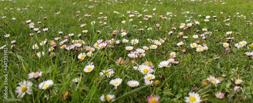 Banner. Lawn with daisies. A group of beautiful daisy flowers on the lawn. Lawn daisies. Bellis perennis. photo