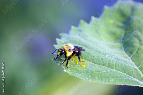 Macro of Eastern common bumble bee (Bombus impatiens) on leaf photo