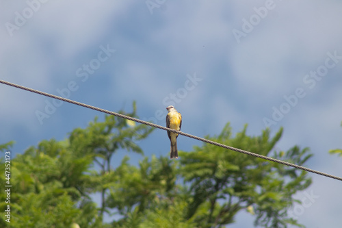 pajro amarillo (miyozetetes cayanensis) en alambre. photo