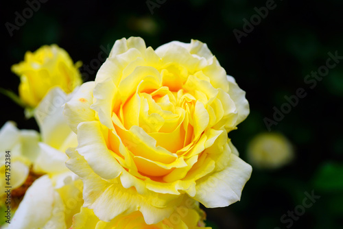 Yellow Cyrano de Bergerac  Meivenerie  rose flower growing in the garden