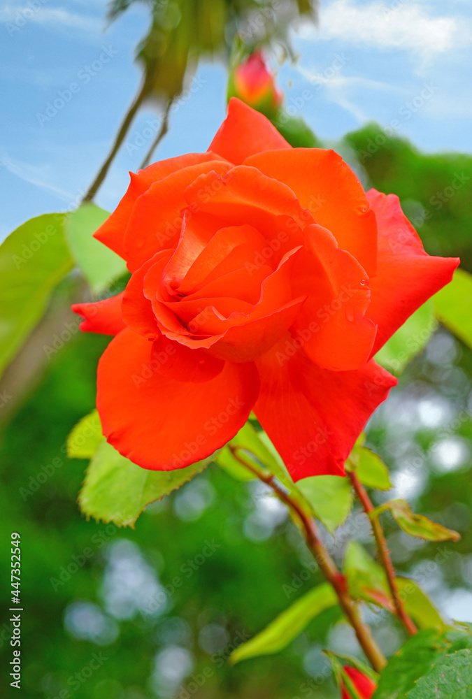 Red orange Las Vegas rose flower growing in the garden Red orange Las Vegas rose flower growing in the garden