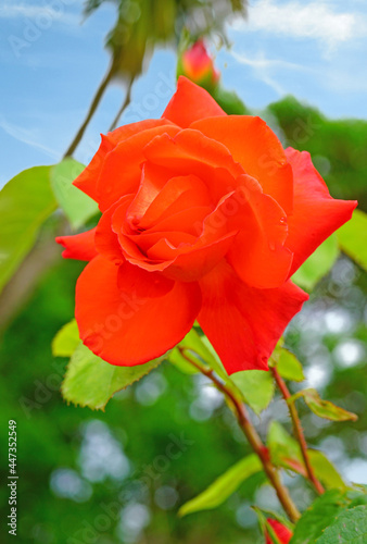 Photography Red orange Las Vegas rose flower growing in the garden