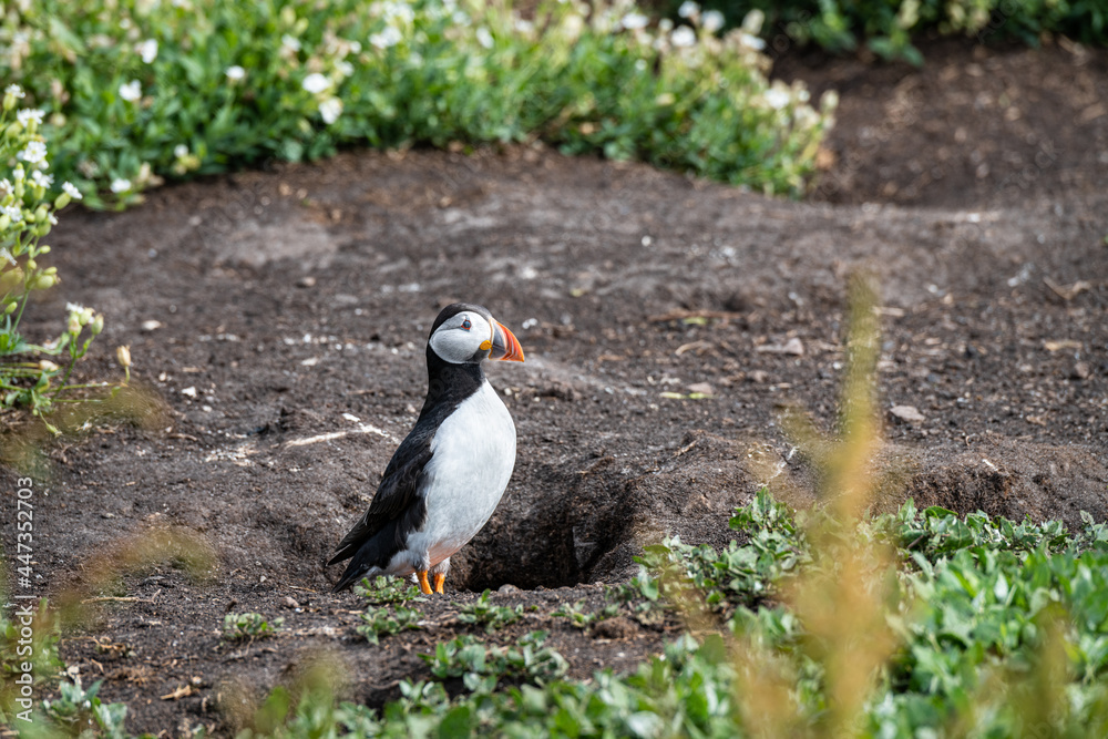 Puffin sitting on the ground on Inner Farne Island in the Farne Islands, Northumberland, England Puffin sitting on the ground on Inner Farne Island in the Farne Islands, Northumberland, England