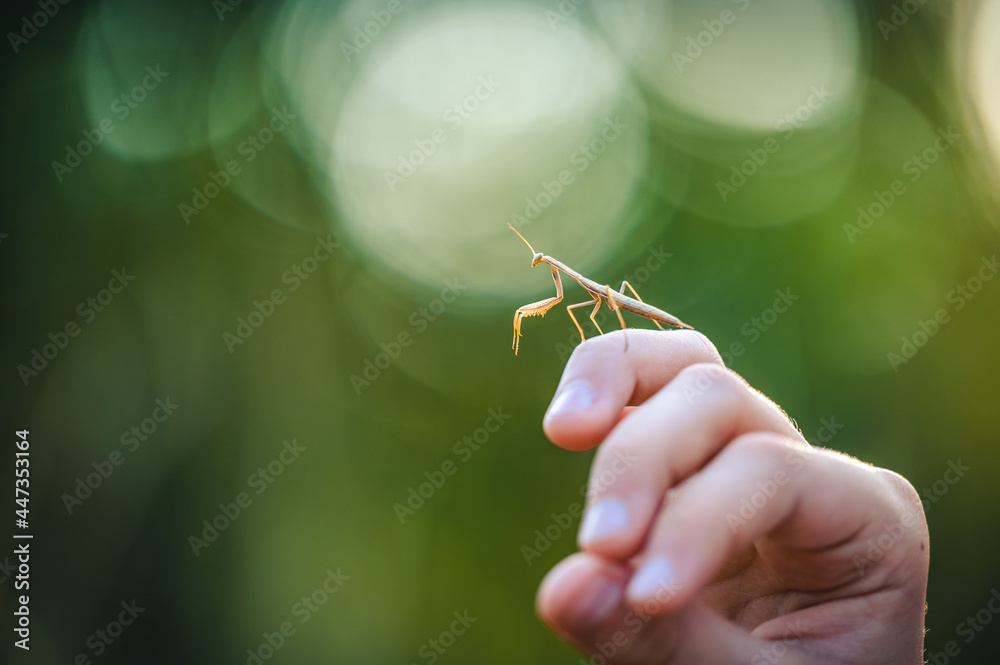 The European mantis (Mantis religiosa) on a hand. Young animal, a nymph. Nice bokeh background. The European mantis (Mantis religiosa) on a hand. Young animal, a nymph. Nice bokeh background.