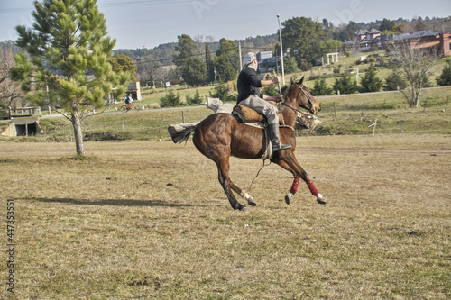 gacho a caballo en campo Argentino