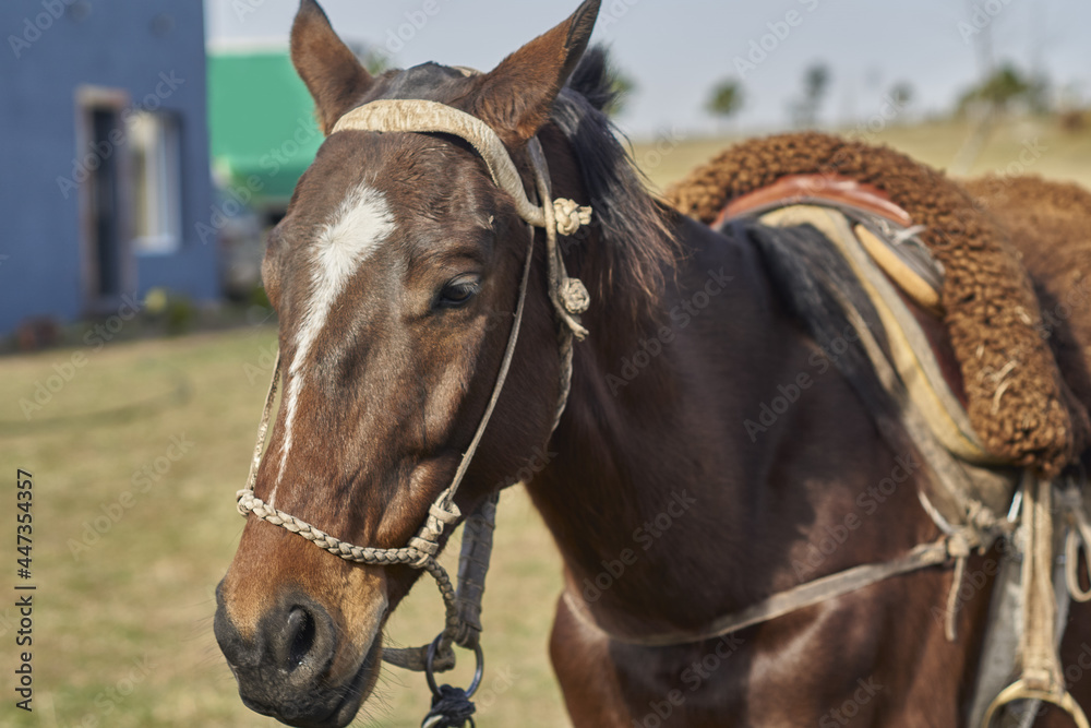 caballo criollo