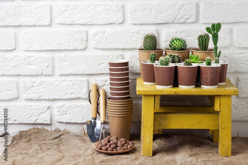 Cactus and succulent plants collection in paper cups on small yellow table
