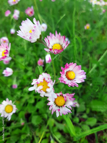 daisies in the garden