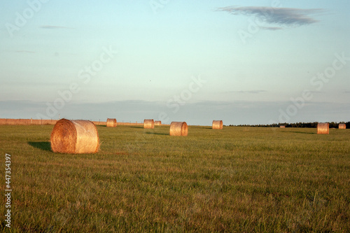 Hay in rolls lies on the field on a sunny day. A field of mown grass is illuminated by the sun. The sun illuminates of hay in rolls on the field.