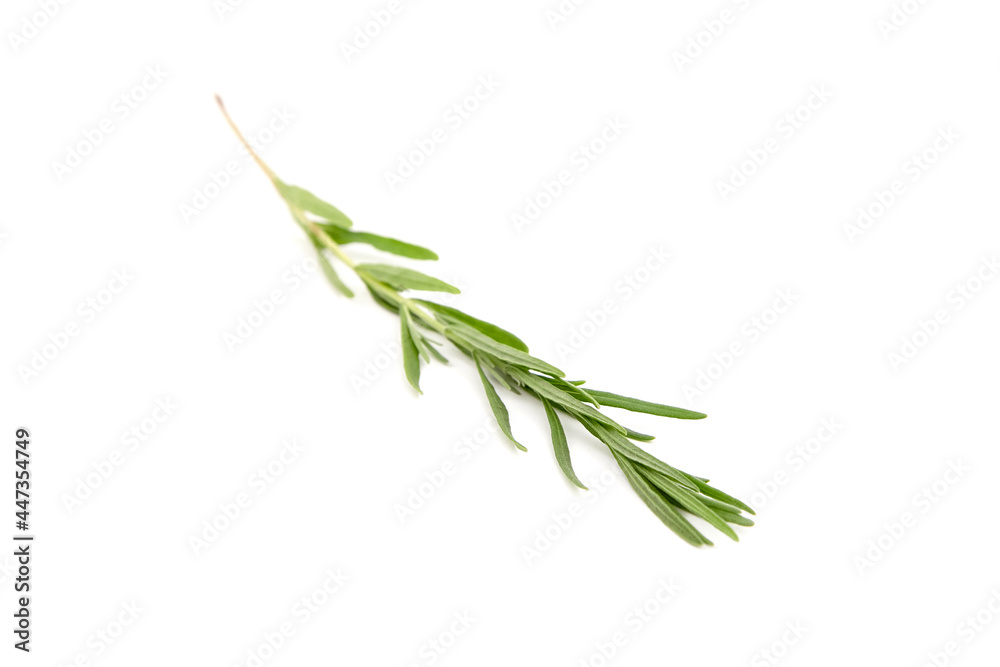 Lavender herb plant with green leaves isolated on white background
