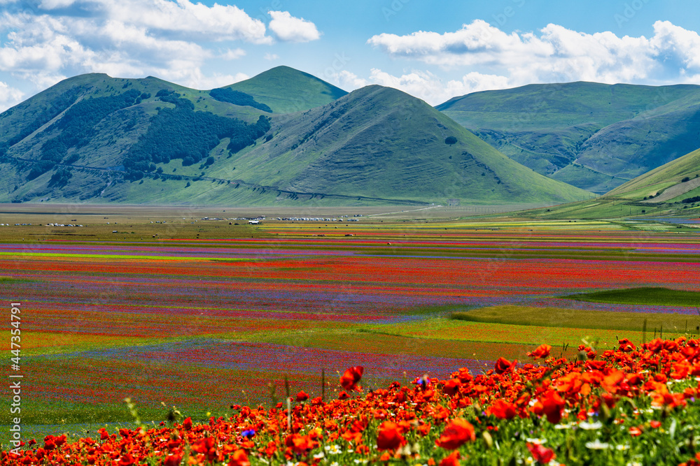 Ταπετσαρία Lentil flowering with poppies and cornflowers in Castelluccio di Norcia, Italy