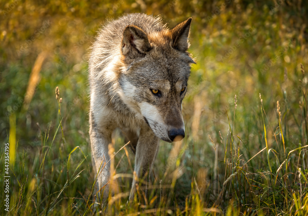 Grey wolf in a fall meadow