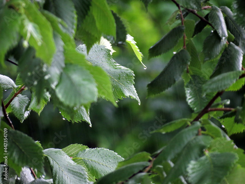 leaves on the tree