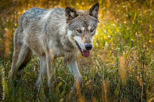 Grey wolf in a fall meadow