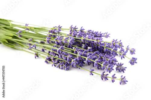 Lavender flowers stems with green leaves isolated on white background