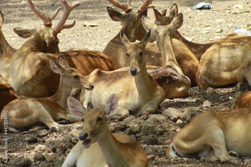 group of deer