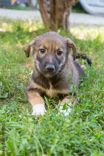 Small homeless puppy lies on the grass © Okssi