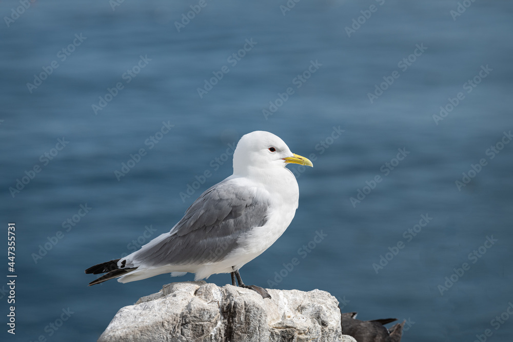 Kittiwake on Inner Farne in the Farne Islands Kittiwake on Inner Farne in the Farne Islands