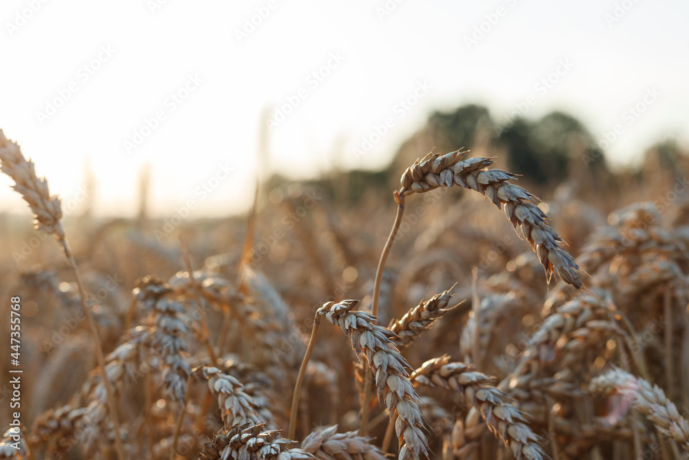 Fototapeta premium Beautiful agriculture sunset landscape . Ears of golden wheat close up. Rural scene under sunlight. Summer background of ripening ears of landscape. Growth nature harvest. Wheat field natural product