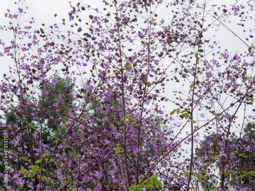 Thalictrum delavayi 'Splendide' ou Pigamon delavay aux grappes de petites fleurs en clochettes pendantes mauve, rose, lilas et violet au bout de tiges graciles fines et pourprées photo