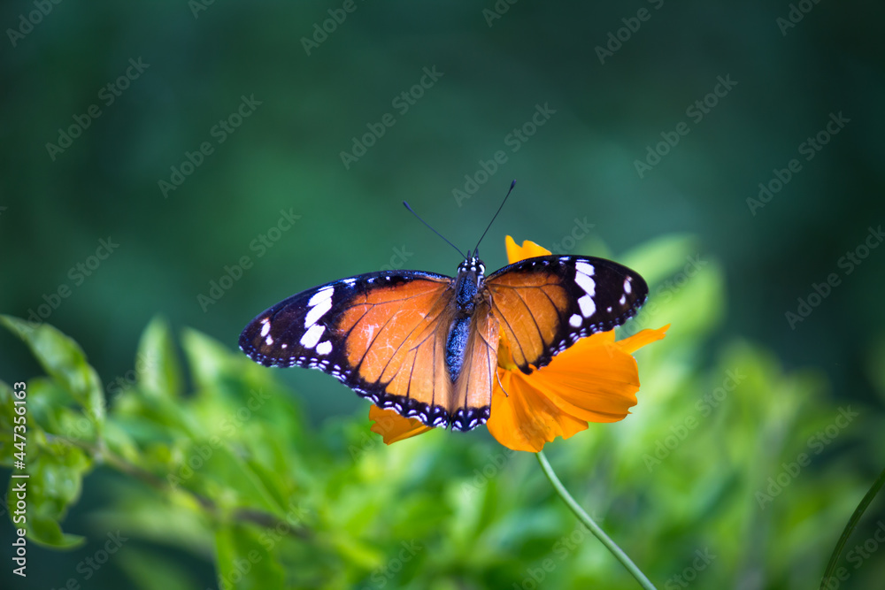 Danaus chrysippus, also known as the plain tiger, African queen, or African monarch, is a medium-sized butterfly widespread in Asia, Australia and Africa. It belongs to the Danainae subfamily of the Danaus chrysippus, also known as the plain tiger, African queen, or African monarch, is a medium-sized butterfly widespread in Asia, Australia and Africa. It belongs to the Danainae subfamily of the