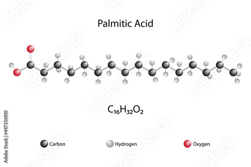 Molecular formula of palmitic acid. Chemical structure of palmitic acid.  photo