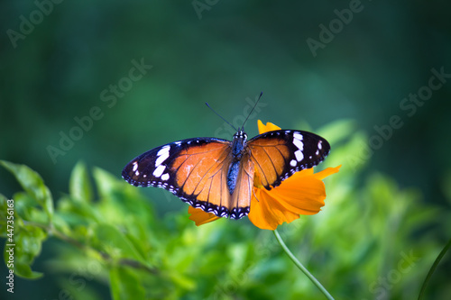  Danaus chrysippus, also known as the plain tiger, African queen, or African monarch, is a medium-sized butterfly widespread in Asia,  Australia and Africa. It belongs to the Danainae subfamily of the © Robbie Ross