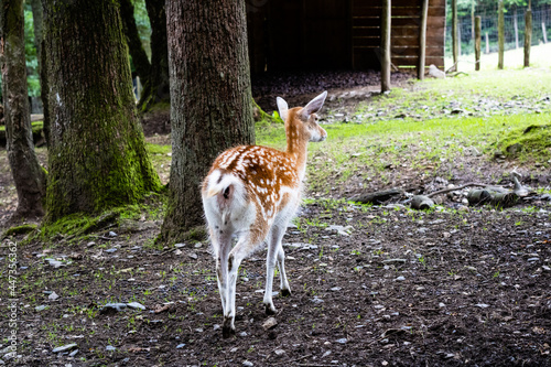 daim au parc à gibier La roche en ardenne