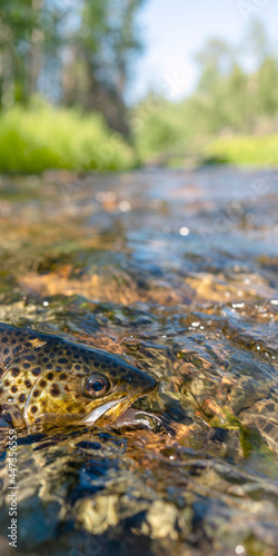 Beautiful brook trout caught during fly fishing. Vertical format.