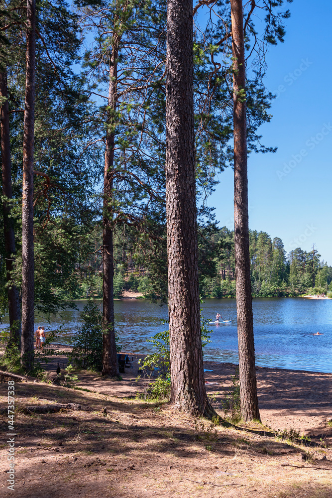 look through the pine trees at a forest lake with people resting. Big Semaginskoe Lake. Republic of Karelia. Northern nature. look through the pine trees at a forest lake with people resting. Big Semaginskoe Lake. Republic of Karelia. Northern nature.