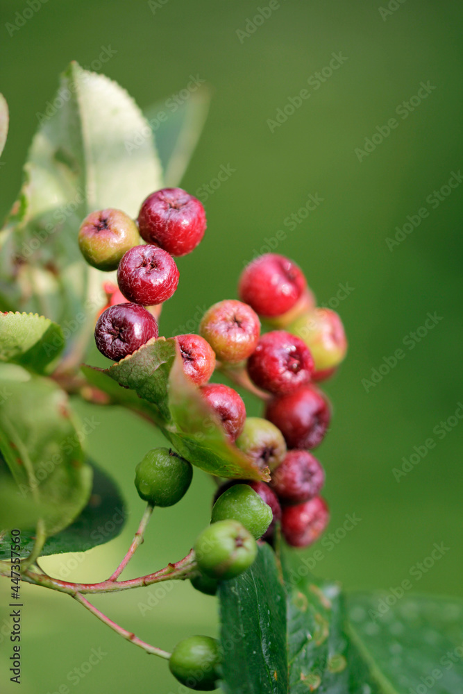 Folk medicine, black chokeberries ripen Folk medicine, black chokeberries ripen