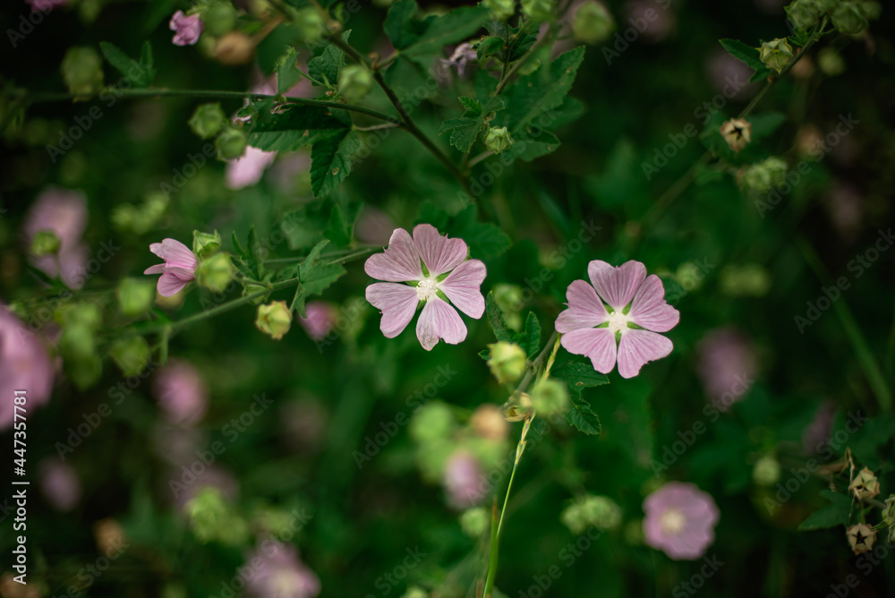 pink flowers in the garden pink flowers in the garden