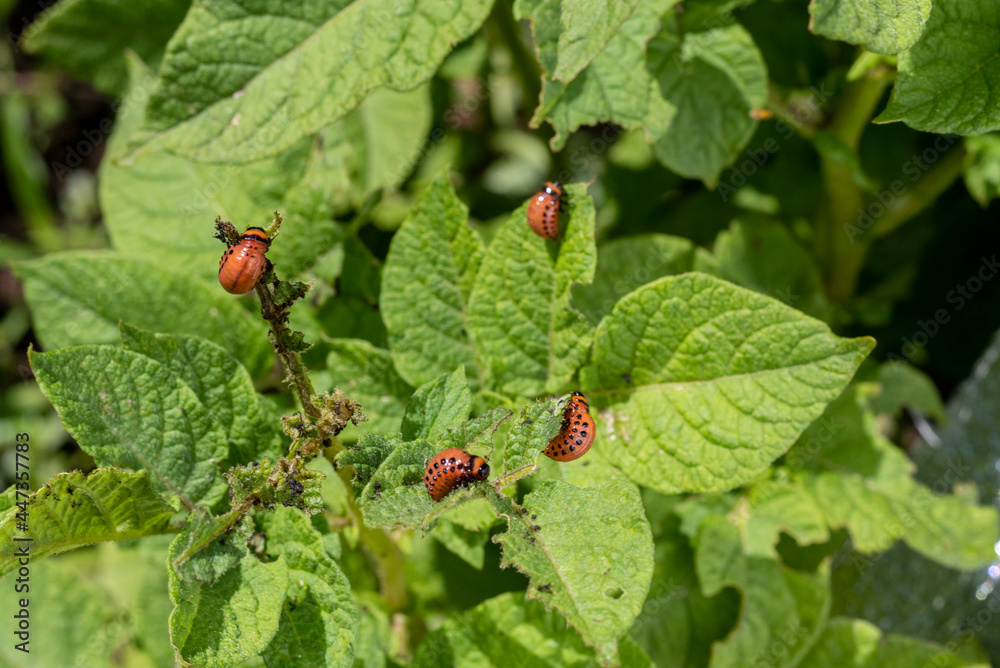 Colorado potato beetle. Lat. - Leptinotarsa decemlineata. Topic - potato pest control Colorado potato beetle. Lat. - Leptinotarsa decemlineata. Topic - potato pest control