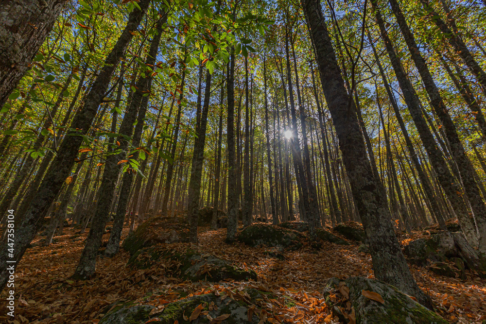 Fototapeta premium Contrapicado, Otoño en el viejo bosque de Castaños del pueblo del Tiemblo en la provincia de Ávila, España
